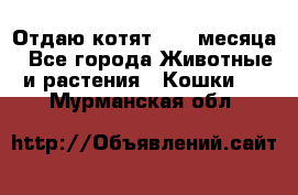 Отдаю котят. 1,5 месяца - Все города Животные и растения » Кошки   . Мурманская обл.